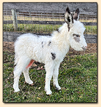 Spotted Miniature Donkey For Sale