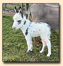 Spotted Miniature Donkey For Sale