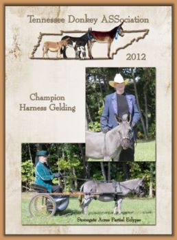 Champion Harness Gelding!