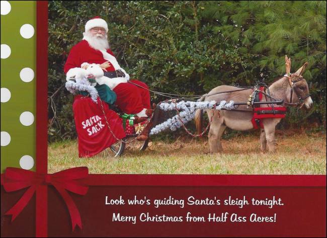 Merry Christmas from Half Ass Acres Miniature Donkeys!