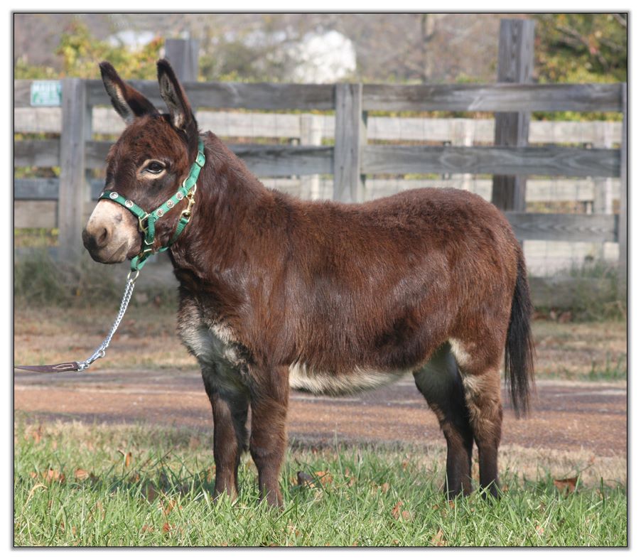 Miniature Donkeys for Sale at HAA Miniature Donkey Farm