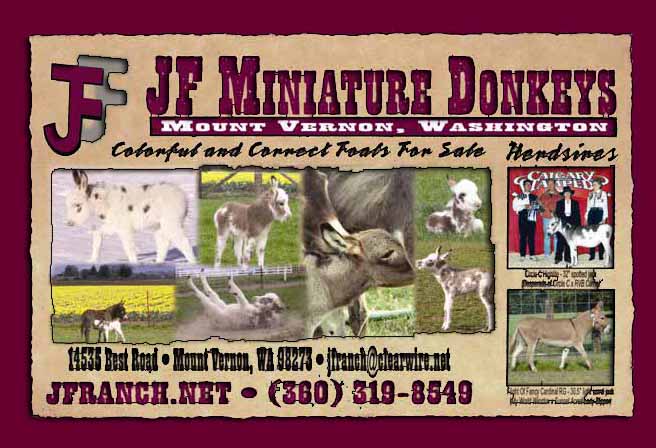 JF Miniature Donkeys in Mount Vermon, Washington